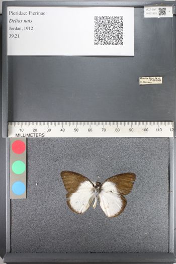 Media type: image;   Entomology 131675